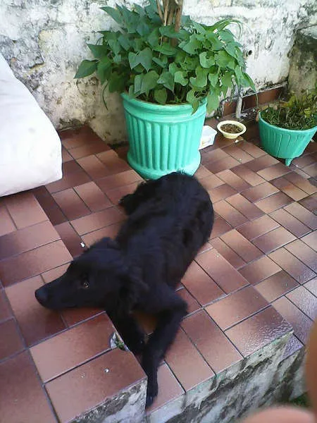 Cachorro ra a SRD idade 7 a 11 meses nome sem nome