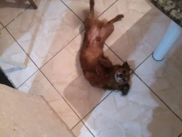 Cachorro ra a Fox Terrier e Vira Lata idade  nome Junior e Robson