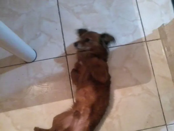 Cachorro ra a Fox Terrier e Vira Lata idade  nome Junior e Robson