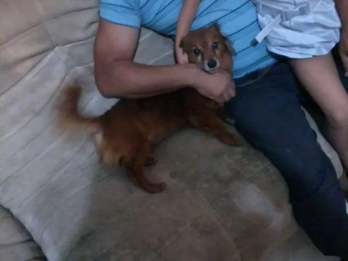 Cachorro ra a Fox Terrier e Vira Lata idade  nome Junior e Robson