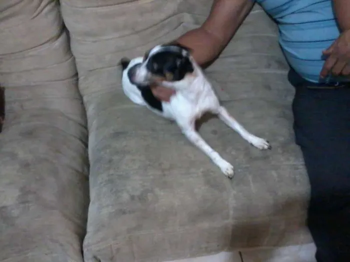 Cachorro ra a Fox Terrier e Vira Lata idade  nome Junior e Robson