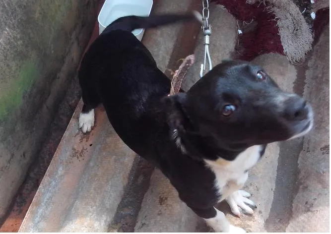 Cachorro raça Pitt Bull com Boxer idade 1 ano nome Charlô