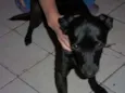 Pretinha