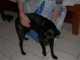 Pretinha