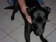Pretinha