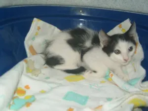 Gato raça SRD idade Abaixo de 2 meses nome gatos