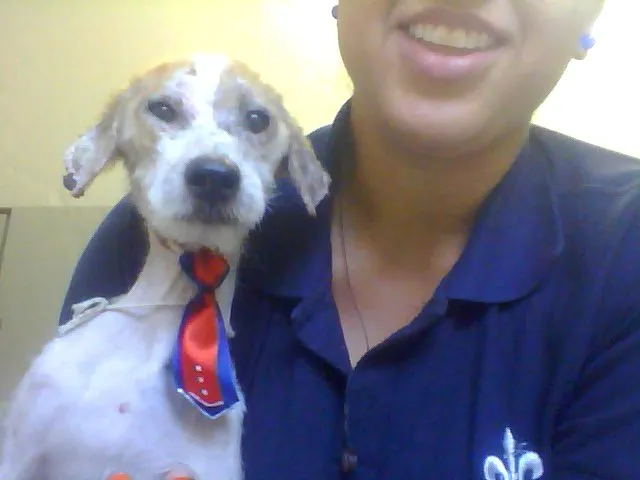 Cachorro ra a  idade  nome Billy