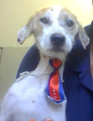Cachorro raça  idade  nome Billy