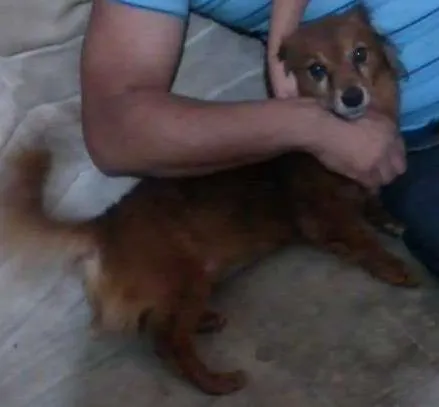 Cachorro ra a Fox Terrier e Vira Lata idade  nome Junior e Robson
