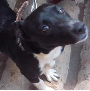 Cachorro raça Pitt Bull com Boxer idade 1 ano nome Charlô