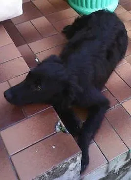 Cachorro ra a SRD idade 7 a 11 meses nome sem nome