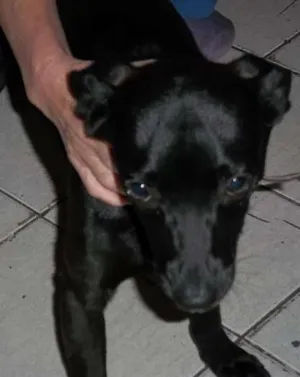 Cachorro raça Vilarata idade 2 a 6 meses nome Pretinha