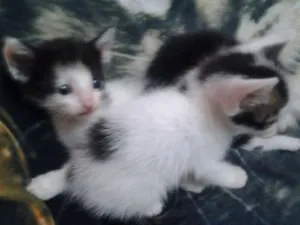 Gato raça  idade 2 a 6 meses nome ainda não tem nome