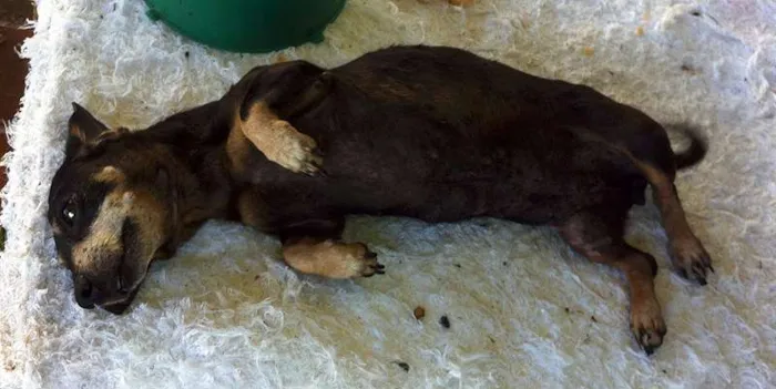 Cachorro ra a Basset-Cofap idade  nome Basset