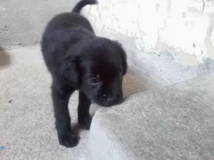 Cachorro raça  idade Abaixo de 2 meses nome Jean