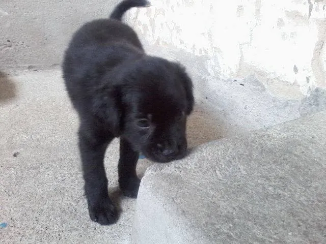 Cachorro ra a  idade Abaixo de 2 meses nome Jean