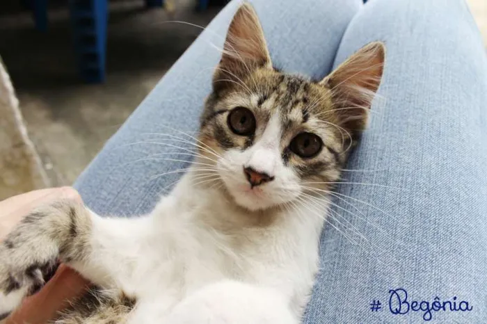 Gato ra a SRD idade 2 a 6 meses nome Begônia