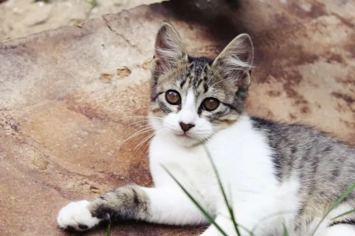 Gato ra a SRD idade 2 a 6 meses nome Begônia