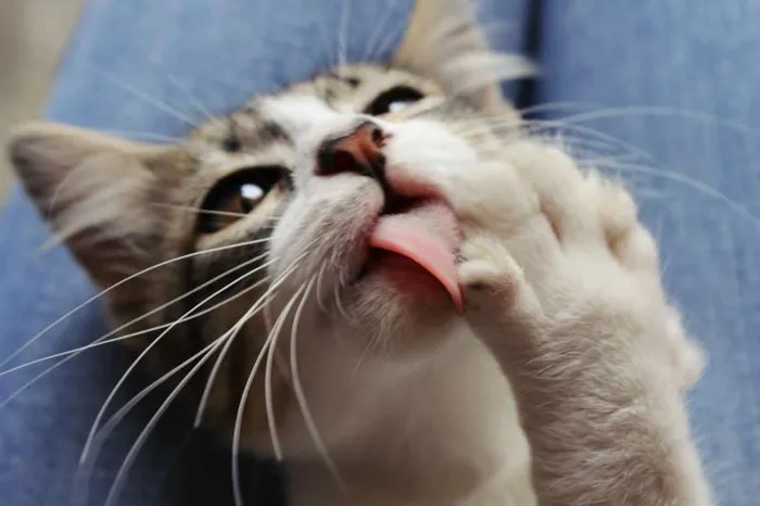 Gato ra a SRD idade 2 a 6 meses nome Begônia