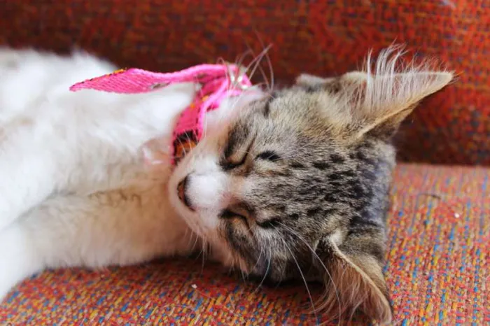 Gato ra a SRD idade 2 a 6 meses nome Begônia