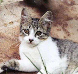 Gato raça SRD idade 2 a 6 meses nome Begônia