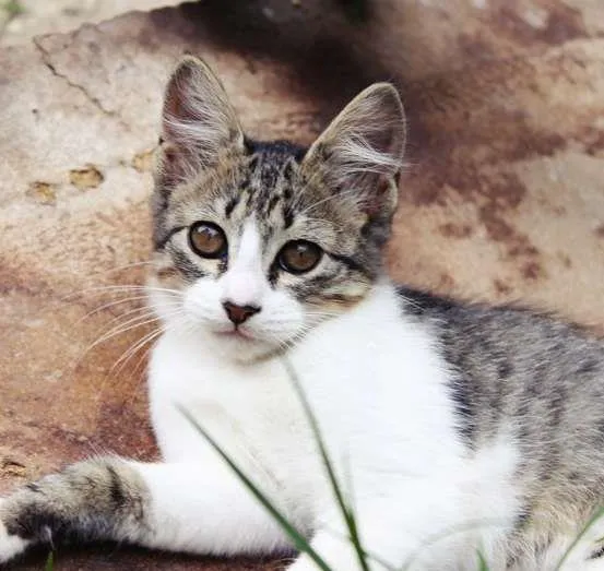 Gato ra a SRD idade 2 a 6 meses nome Begônia