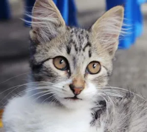 Gato raça SRD idade 2 a 6 meses nome Margarida