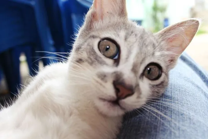 Gato ra a SRD idade 2 a 6 meses nome Hortênsia