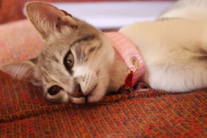 Gato ra a SRD idade 2 a 6 meses nome Hortênsia