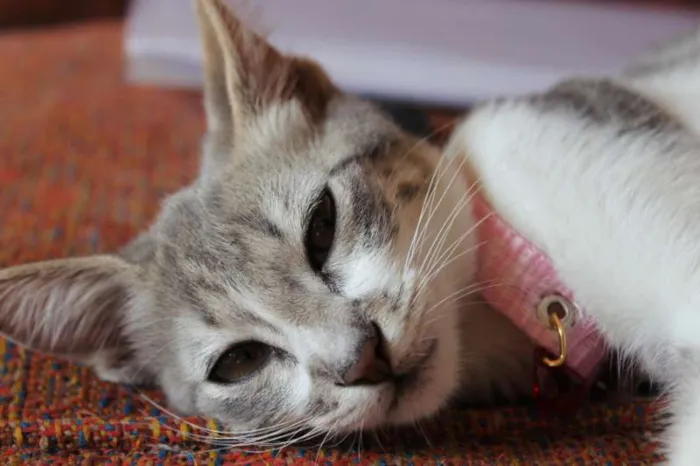 Gato ra a SRD idade 2 a 6 meses nome Hortênsia