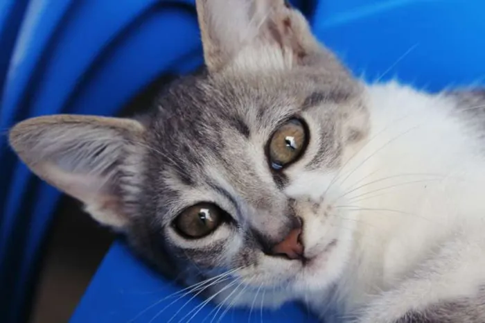 Gato ra a SRD idade 2 a 6 meses nome Hortênsia