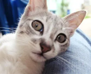 Gato raça SRD idade 2 a 6 meses nome Hortênsia