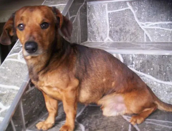 Cachorro ra a BASSET idade 3 anos nome BONECO