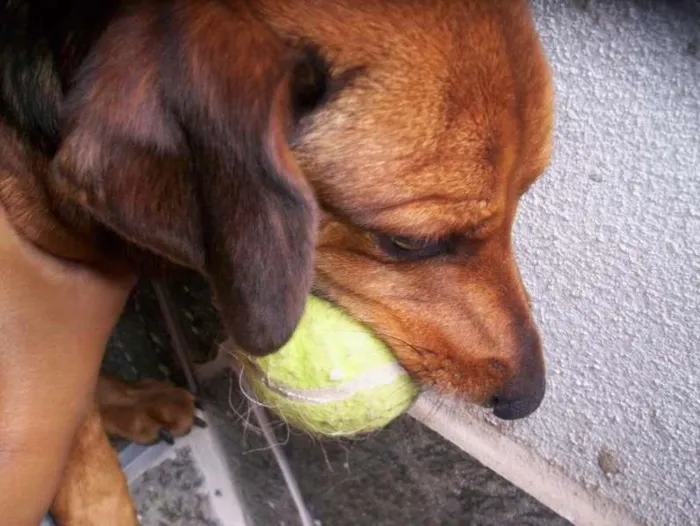 Cachorro ra a BASSET idade 3 anos nome BONECO