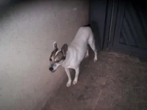 Cachorro raça MESTIÇA FOX PAULISTINHA  idade 3 anos nome BRISA