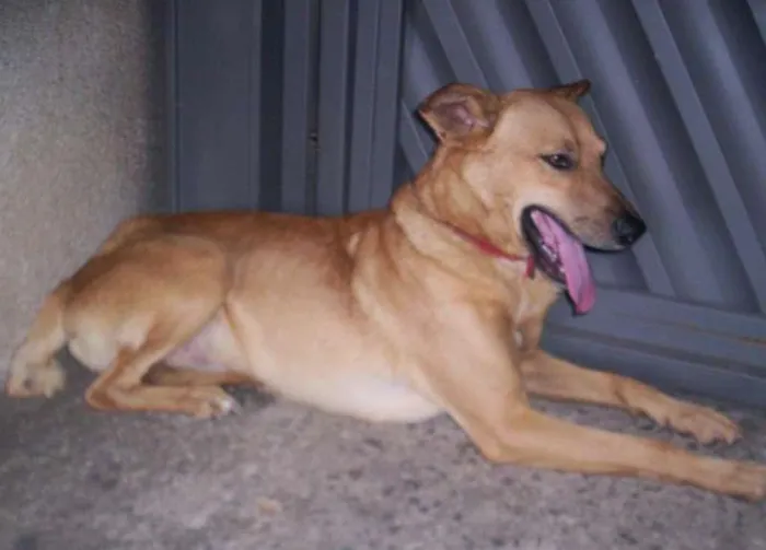 Cachorro ra a SRD idade 3 anos nome MARELO