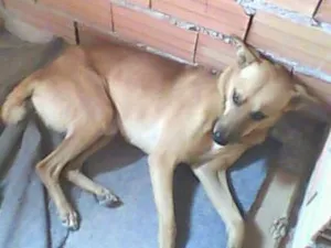 Cachorro raça SRD idade 3 anos nome MARELO