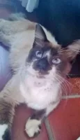 Nandinho