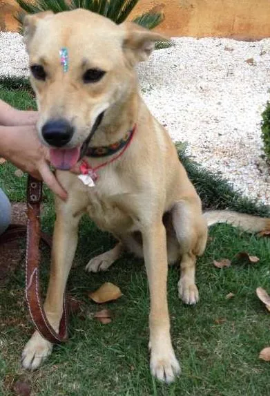 Cachorro ra a SRD idade 1 ano nome Lara