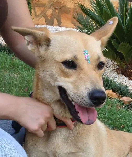 Cachorro ra a SRD idade 1 ano nome Lara