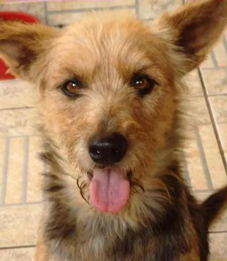 Cachorro ra a SRD idade 1 ano nome Patynha