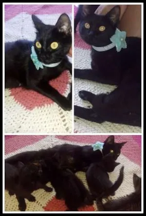 Gato raça  idade 1 ano nome Rubi
