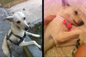Cachorro raça SRD idade 2 anos nome Piti