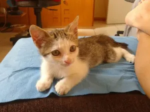 Gato raça  idade Abaixo de 2 meses nome Leo