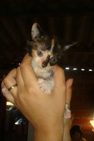 Gato raça srd idade Abaixo de 2 meses nome sem nome