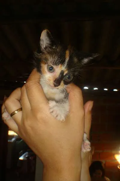 Gato ra a srd idade Abaixo de 2 meses nome sem nome