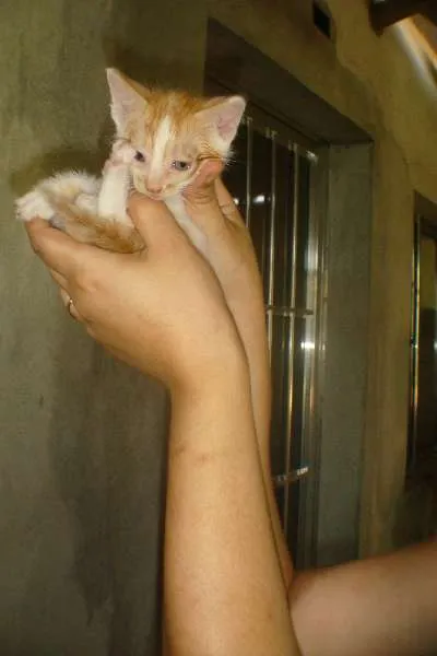 Gato ra a srd idade Abaixo de 2 meses nome sem nome