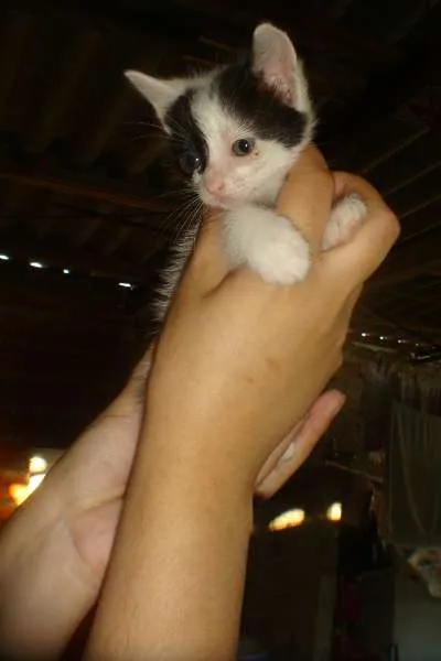Gato ra a srd idade Abaixo de 2 meses nome sem nome
