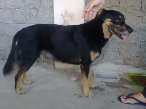 Cachorro raça vira-lata idade  nome Xavier