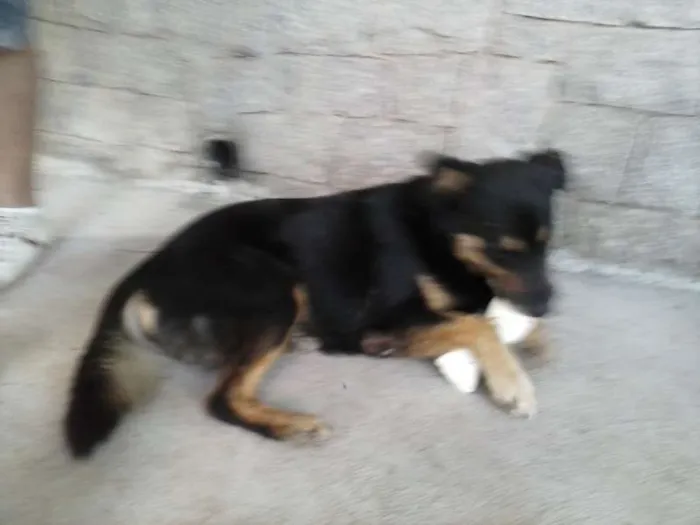 Cachorro raça vira-lata idade  nome Xavier